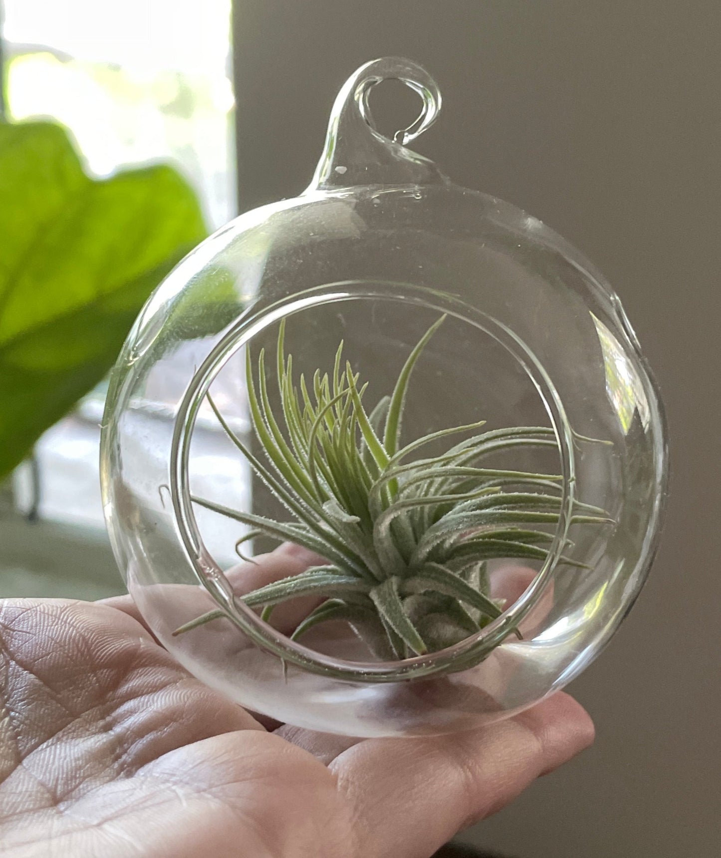 Air Plant and Glass Globe